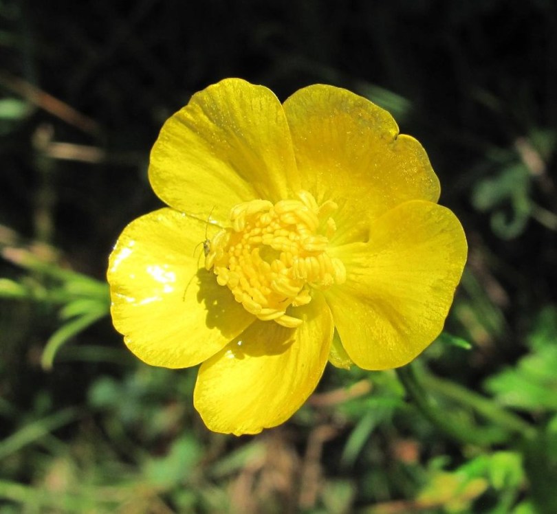 Sokvirágú boglárka - Ranunculus polyanthemos, Ranunculus polyanthemos, etnobotanika